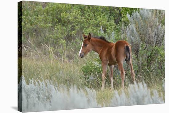 Mustangs of the Badlands-1630-Gordon Semmens-Stretched Canvas