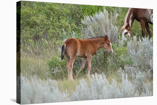 Mustangs of the Badlands-1631-Gordon Semmens-Stretched Canvas