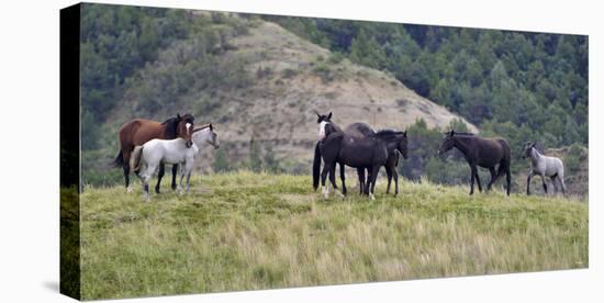 Mustangs of the Badlands-1711-Gordon Semmens-Stretched Canvas