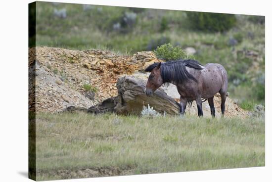 Mustangs of the Badlands-1760-Gordon Semmens-Stretched Canvas