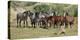 Mustangs of the Badlands-1789-Gordon Semmens-Stretched Canvas