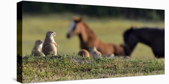 Mustangs of the Badlands-1859-Gordon Semmens-Stretched Canvas