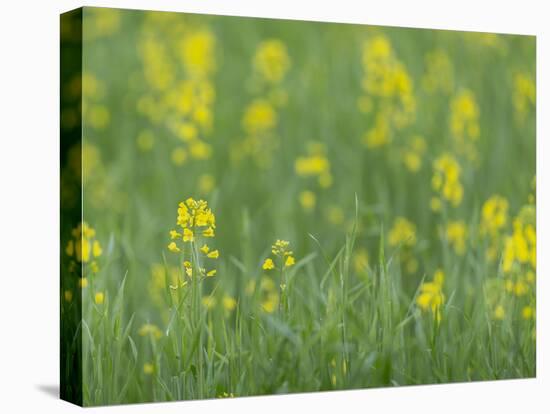 Mustard fields, Ohio.-Maresa Pryor-Premier Image Canvas