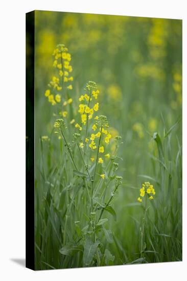 Mustard fields, Ohio.-Maresa Pryor-Premier Image Canvas