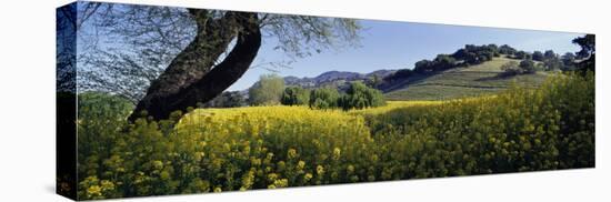 Mustard Flowers in a Field, Napa Valley, California, USA-null-Premier Image Canvas