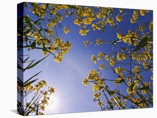 Mustard Flowers, Shaker Village of Pleasant Hill, Kentucky, USA-Adam Jones-Premier Image Canvas