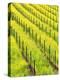 Mustard Plants in Vineyard, Napa Valley Wine Country, California, USA-John Alves-Premier Image Canvas
