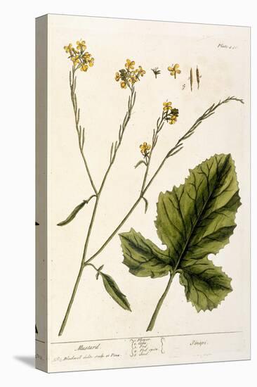 Mustard, Plate 446 from A Curious Herbal, Published 1782-Elizabeth Blackwell-Premier Image Canvas