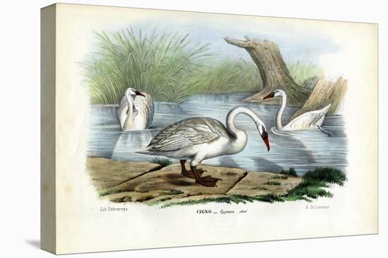 Mute Swan, 1863-79-Raimundo Petraroja-Premier Image Canvas