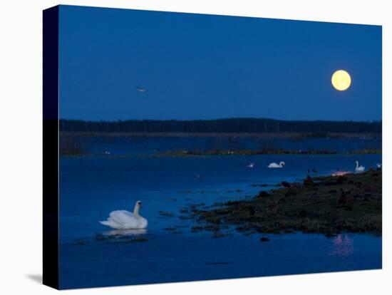 Mute Swan before Sunrise with Full Moon, Hornborgasjon Lake, Sweden-Inaki Relanzon-Premier Image Canvas