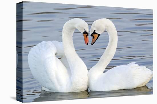 Mute Swan Courtship Display-null-Premier Image Canvas