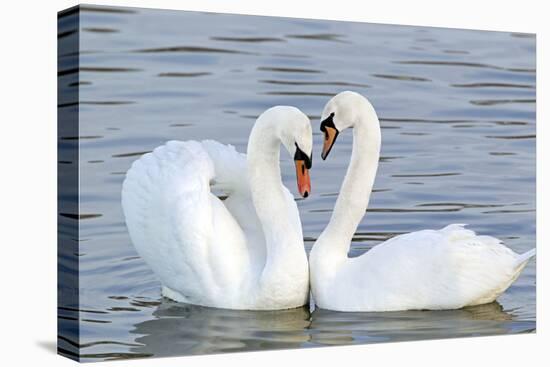 Mute Swan Courtship Display-null-Premier Image Canvas