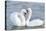 Mute Swan Courtship Display-null-Premier Image Canvas