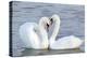 Mute Swan Courtship Display-null-Premier Image Canvas