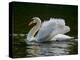 Mute swan (Cygnus olor) displaying plumage in lake, Sooke, Vancouver Island, British Columbia, C...-null-Premier Image Canvas