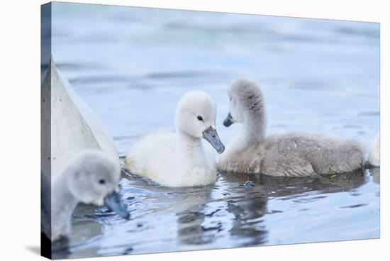 mute swan, Cygnus olor, fledglings, water, swim, close-up, looking into camera-David & Micha Sheldon-Stretched Canvas
