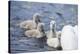 mute swan, Cygnus olor, fledglings, water, swim, close-up, looking into camera-David & Micha Sheldon-Premier Image Canvas