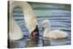 mute swan, Cygnus olor, fledglings, water, swim, close-up-David & Micha Sheldon-Stretched Canvas