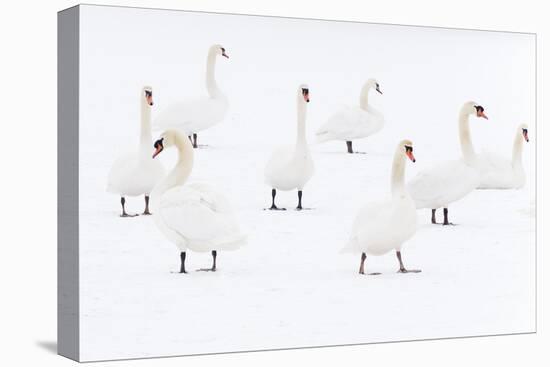 Mute Swan (Cygnus Olor) Flock Camouflaged on Winter Snow-Edwin Giesbers-Premier Image Canvas