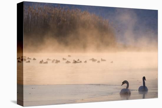 Mute Swan (Cygnus Olor) Pair on Misty Lake-Edwin Giesbers-Premier Image Canvas