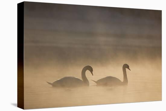 Mute Swan (Cygnus Olor) Pair on Water in Winter Dawn Mist, Loch Insh, Cairngorms Np, Highlands, UK-Peter Cairns-Premier Image Canvas