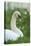 mute swan, Cygnus olor, portrait-David & Micha Sheldon-Stretched Canvas