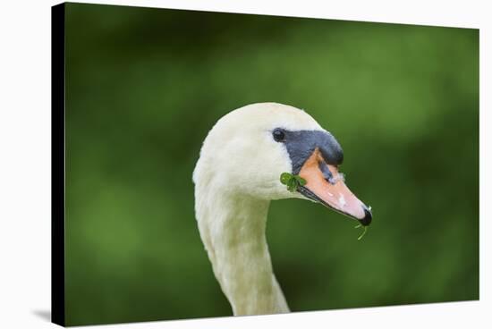 mute swan, Cygnus olor, portrait-David & Micha Sheldon-Stretched Canvas