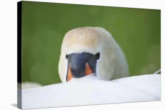 mute swan, Cygnus olor, portrait-David & Micha Sheldon-Stretched Canvas