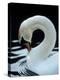 Mute Swan Male Preening, UK-Simon King-Premier Image Canvas