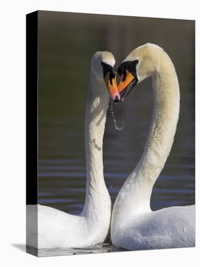 Mute Swan Pair, Courting at Martin Mere Wildfowl and Wetlands Trust Nature Reserve, Lancashire-Steve & Ann Toon-Premier Image Canvas