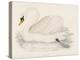 Mute Swan-Reverend Francis O. Morris-Stretched Canvas