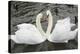 Mute Swans Courting-Georgette Douwma-Premier Image Canvas