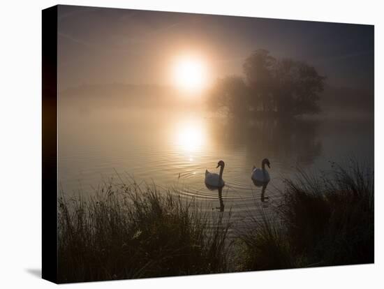 Mute Swans, Cygnus Olor, on a Misty Pond in Richmond Park at Sunrise-Alex Saberi-Premier Image Canvas