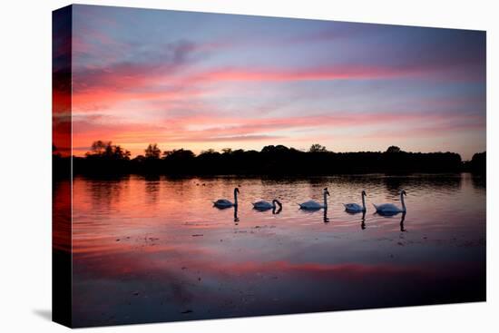 Mute Swans, Cygnus Olor, Swim on Pen Ponds at Sunset in Richmond Park-Alex Saberi-Premier Image Canvas