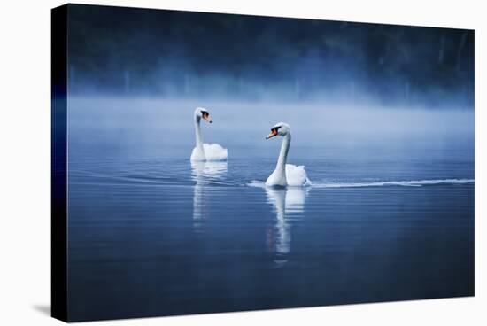 Mute Swans, Cygnus Olor, Swimming in the Morning Mist-Alex Saberi-Premier Image Canvas