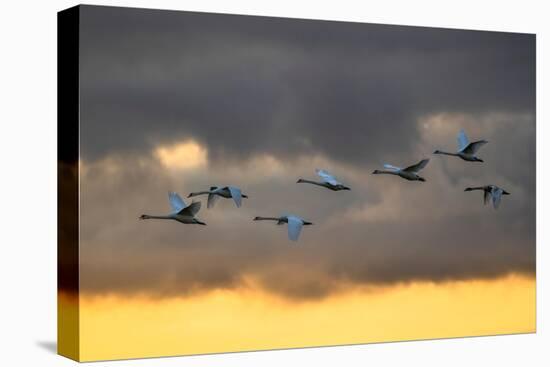 Mute swans in flight against a cloudy sky, Scotland, UK-Ann & Steve Toon-Premier Image Canvas
