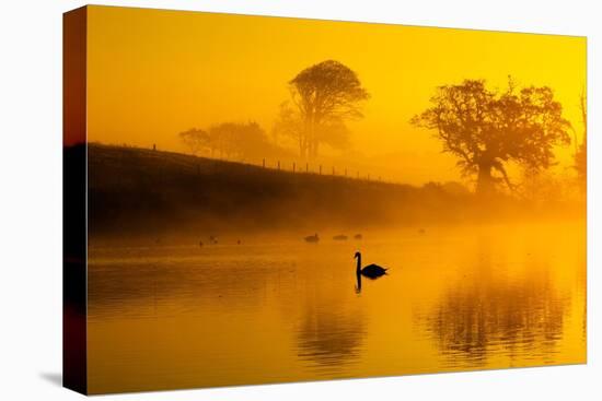 Mute swans on water at sunrise on foggy morning, Norfolk, UK-Ernie Janes-Premier Image Canvas