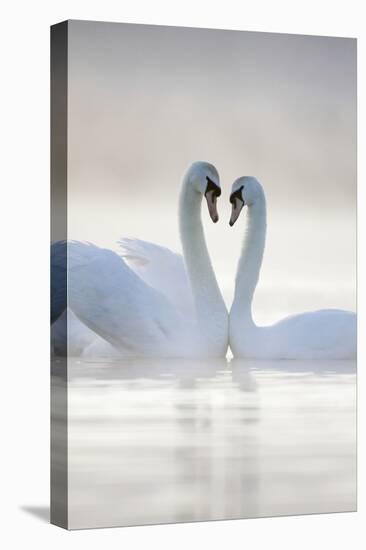 Mute Swans Pair in Courtship Behaviour Back-Lit-null-Premier Image Canvas