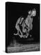 Muzzled Greyhound Captured at Full Speed by High Speed Camera in Race at Wonderland Track-Gjon Mili-Premier Image Canvas