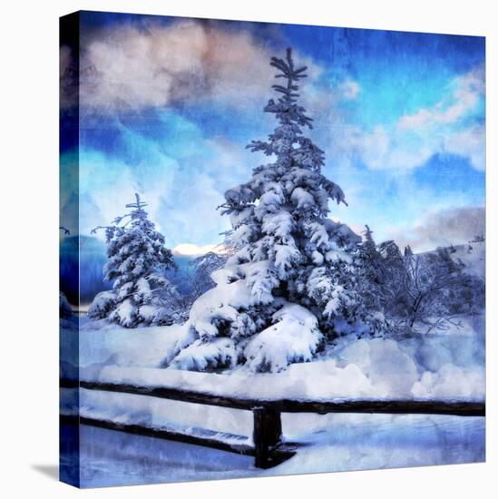 My Beautiful Fir Tree-Philippe Sainte-Laudy-Stretched Canvas