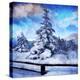 My Beautiful Fir Tree-Philippe Sainte-Laudy-Stretched Canvas