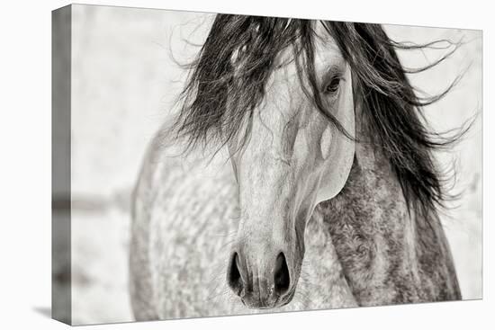 My Beautiful Mane-Lisa Dearing-Premier Image Canvas