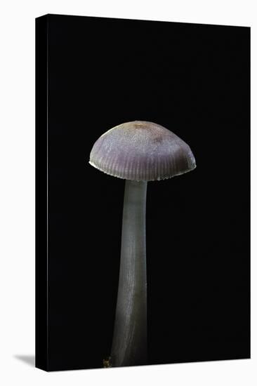 Mycena Pura (Lilac Bonnet)-Paul Starosta-Premier Image Canvas