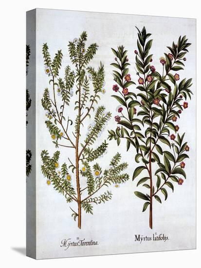 Myrtle Varieties, from 'Hortus Eystettensis', by Basil Besler (1561-1629), Pub. 1613 (Hand-Coloured-German School-Premier Image Canvas