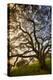 Mysterious Winter Oak, Petaluma, Sonoma County-Vincent James-Premier Image Canvas