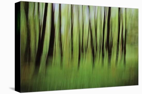 Mystic Forest 0921-Rica Belna-Premier Image Canvas