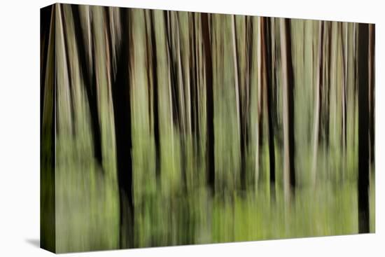 Mystic Forest 1251-Rica Belna-Premier Image Canvas