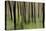 Mystic Forest 1251-Rica Belna-Premier Image Canvas
