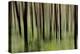 Mystic Forest 1251-Rica Belna-Premier Image Canvas