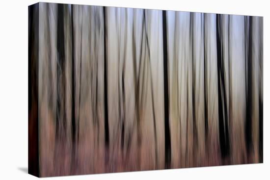 Mystic Forest 1270-Rica Belna-Premier Image Canvas